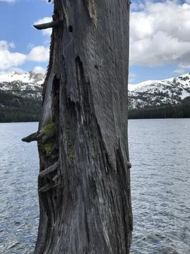 A tree with lake in background Foto stock