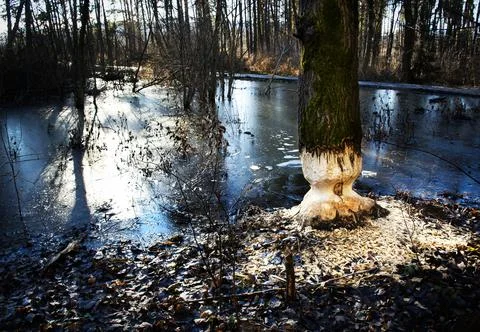 Tree by the lake bitten by a beaver Stock Photos