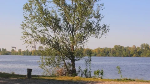 Tree by a lake with a boy on a bicycle Stock Footage 88870080