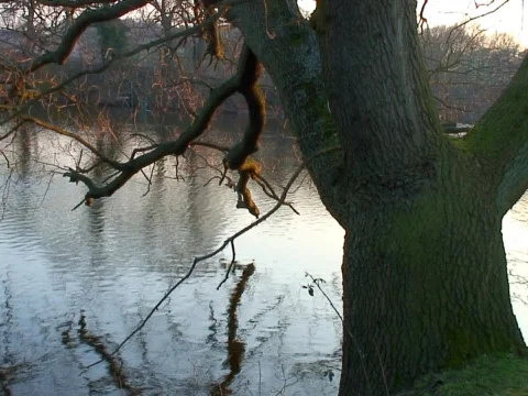 Tree Lake Stock Footage 490419