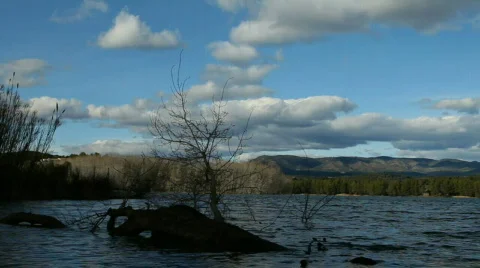 Tree in the lake 스톡 동영상 609691