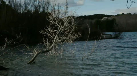 Tree in the lake 库存影片 609970