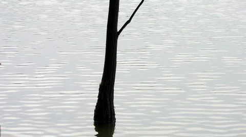 Tree in lake Vidéo 758494