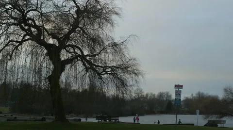 Tree by the lake Stock Footage 45515310
