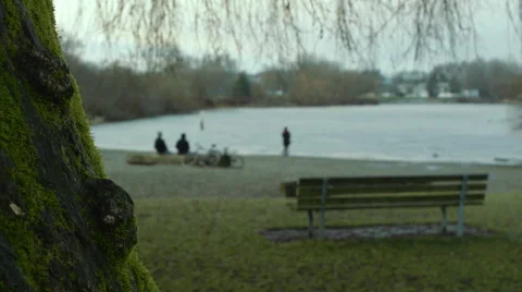 Tree by the lake Stock Footage 45521467