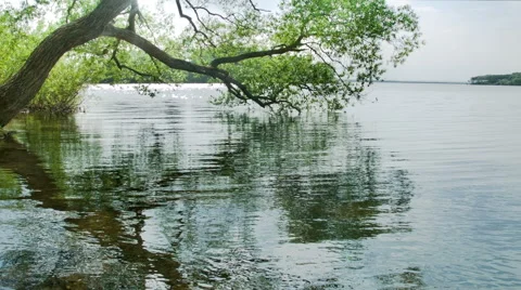Tree on lake Stock Footage 50587134