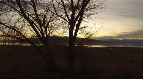 Tree By The Lake Stock Footage 63357305