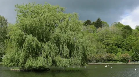 Tree in lake Stock Footage 63498024