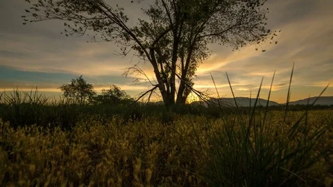 Tree by the Lake Stock Footage 73901315