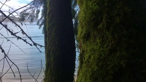 Tree by Lake Stock Footage 75211469