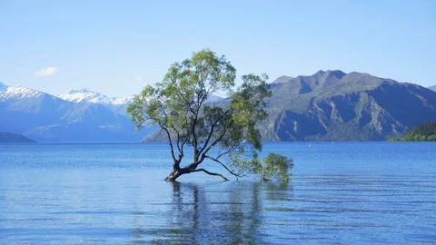 Tree in the Lake Stock Footage 111427906