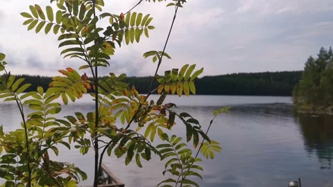 Tree by lake Stock-Footage 142866619