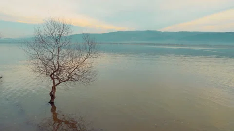 Tree in lake Stock-Footage 149969340