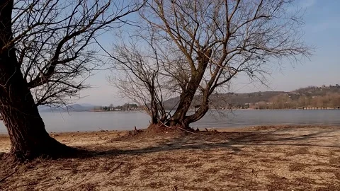 Tree at the lake Stock Footage 202379942