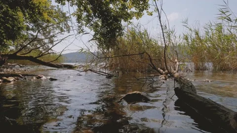Tree by the lake Stock Footage 222831263