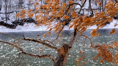 Tree by the lake Stock-Footage 232663368