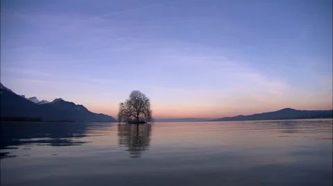 Tree in Lake Geneva Video stock 54267982