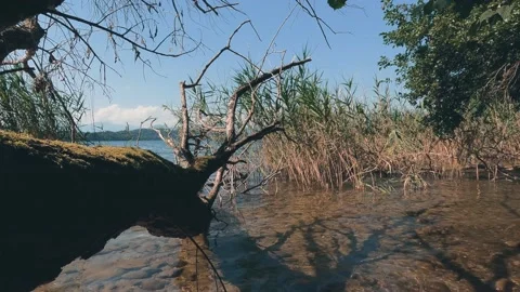 Tree in the lake with golden reflections Stock Footage 232372140