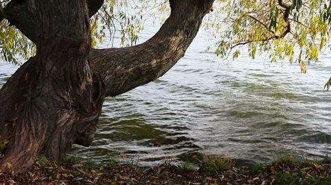 Tree lake HD Stock Footage 32350764