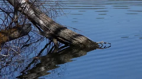Tree in the lake with its reflection in the water Stock Footage 237014818