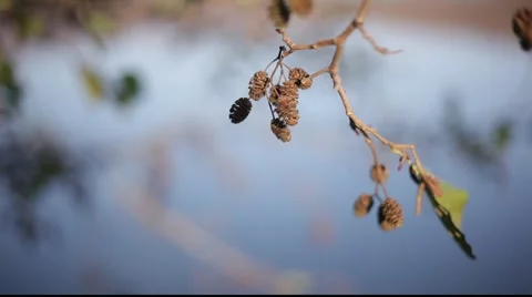 Tree by a lake, leaves Stock Footage 922594