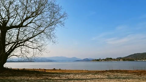 Tree on the lake Maggiore Stock Footage 244749303