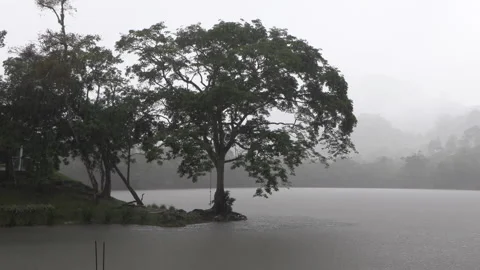 Tree by a lake in the mist, ass and stressful atmosphere. Gray wallpaper, Stock Footage 160277400