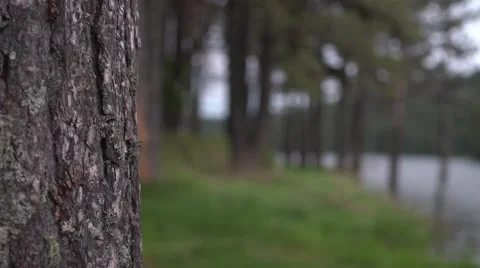 Tree to Lake Pan 4K Stock Footage 63976587