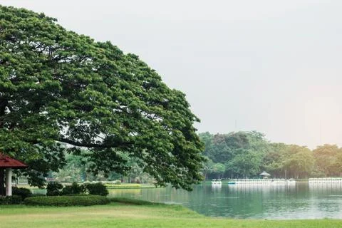 Tree at the lake in park. Stock Photos