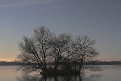 Tree in lake Fotos de archivo