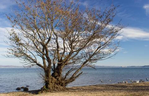 A tree on the lake Stock Photos
