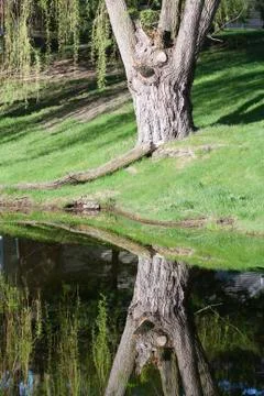 Tree by a lake Stock Photos
