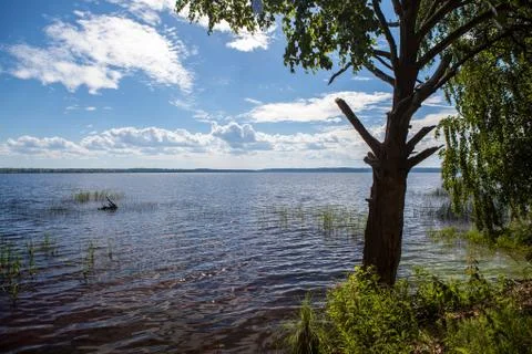 Tree on the lake Stock Photos