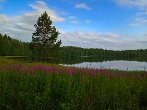 Tree by the lake Stock Photos