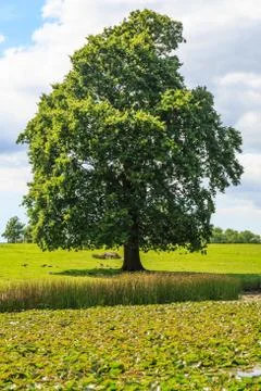 A Tree by a Lake Stock Photos