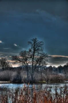 Tree on the lake Stock Photos