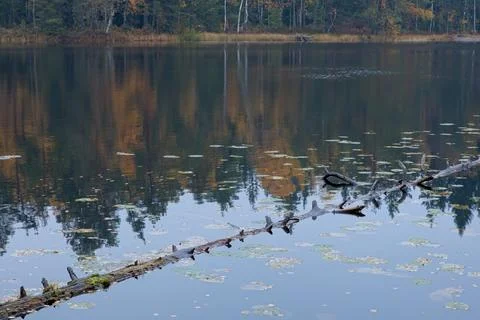 Tree in lake. Stock Photos