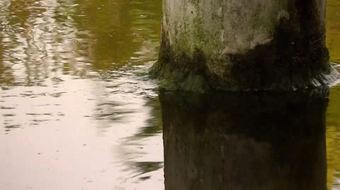 Tree in the Lake &amp;  Reflection Stock Footage 35864813