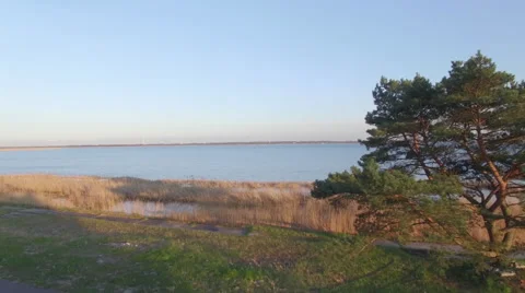 A tree on the lake shore fly over Video stock 63977044