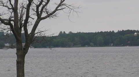 Tree at the lake shore. Stock Footage 55810442