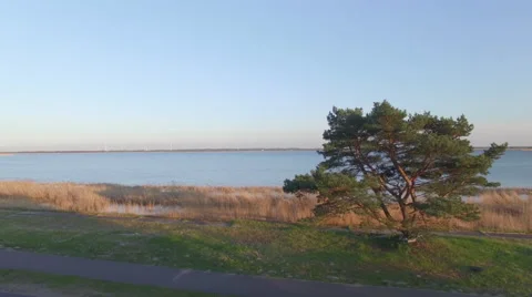 A tree on the lake shore going higher Video stock 63978172