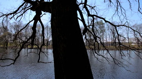 Tree on lake in Sunny day Stock-Footage 62790671