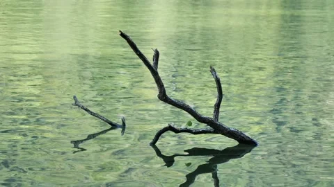 Tree  in lake in Tyrol, Austria Stock Footage 138376061