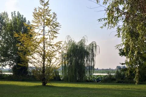 Tree by the lakeshore at sunset Stock Photos