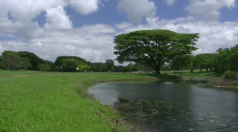 Tree by lakeside Stock Footage 863981