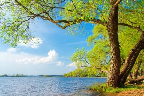 Tree on lakeside in springtime Stock Photos