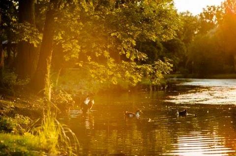 A tree on a lakeside at sunset Stock Photos