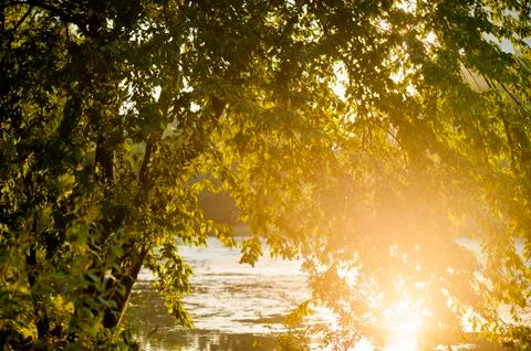 A tree on a lakeside at sunset Stock Photos