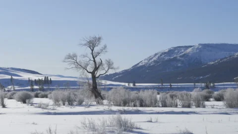 Tree in lamar valley covered with frost at yellowstone Stock Footage 130622293
