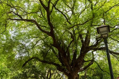 A tree with a lamp post in front of it. in Chennai Fotos Stock